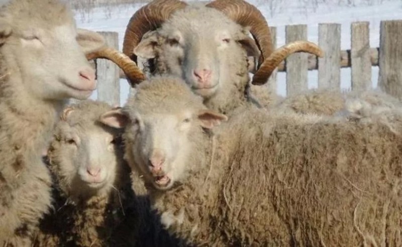 Овцы и бараны цигайской породы