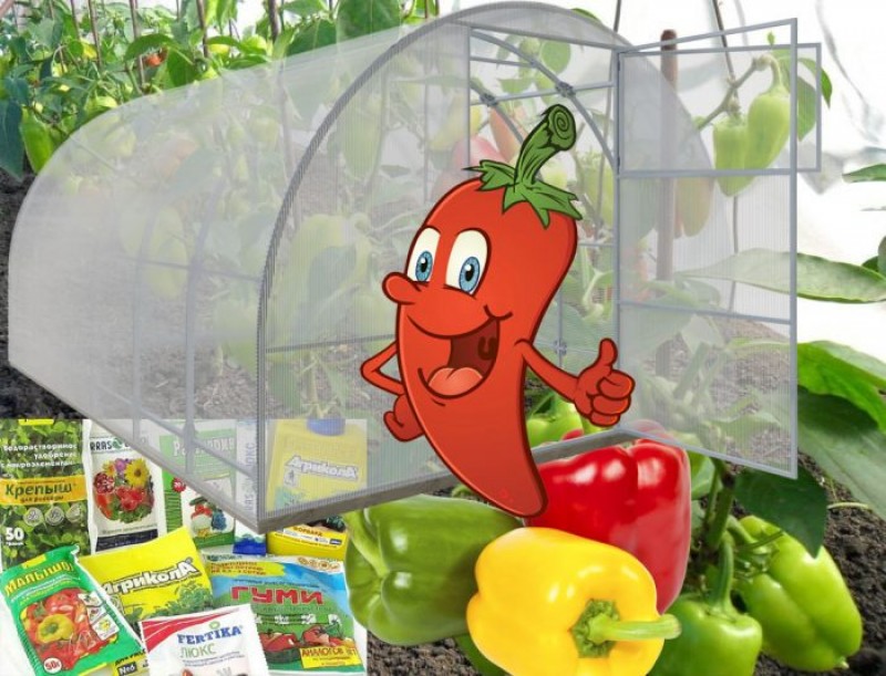 Подкормка перца в теплице