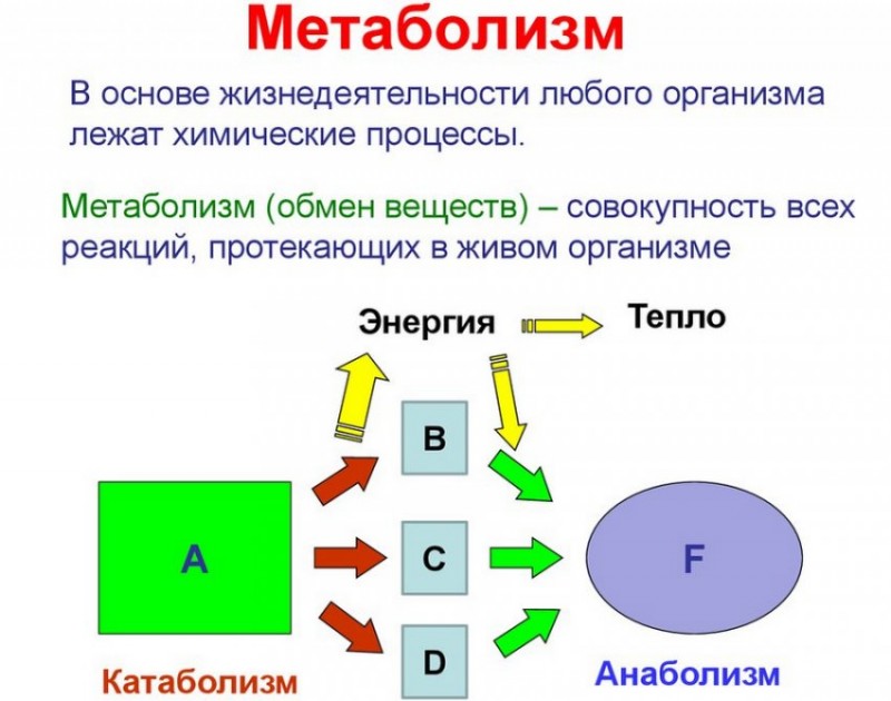 Метаболизм