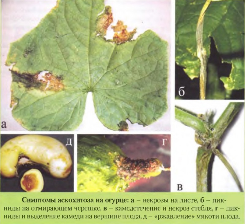 Аскохитоз огурцов фото