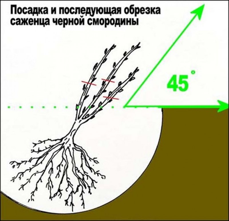 Схема посадки смородины на участке