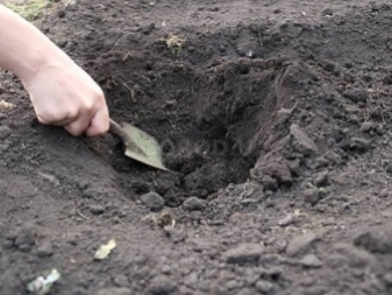 Земля посажена. Лунки для рассады. Лунка в земле. Подготовка земли к посадке. Лунка для посадки.