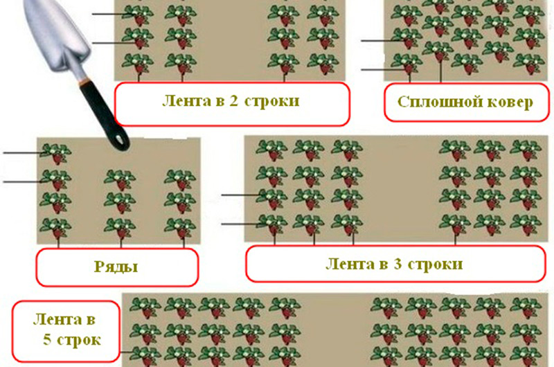 Схема посадки виктории на грядках