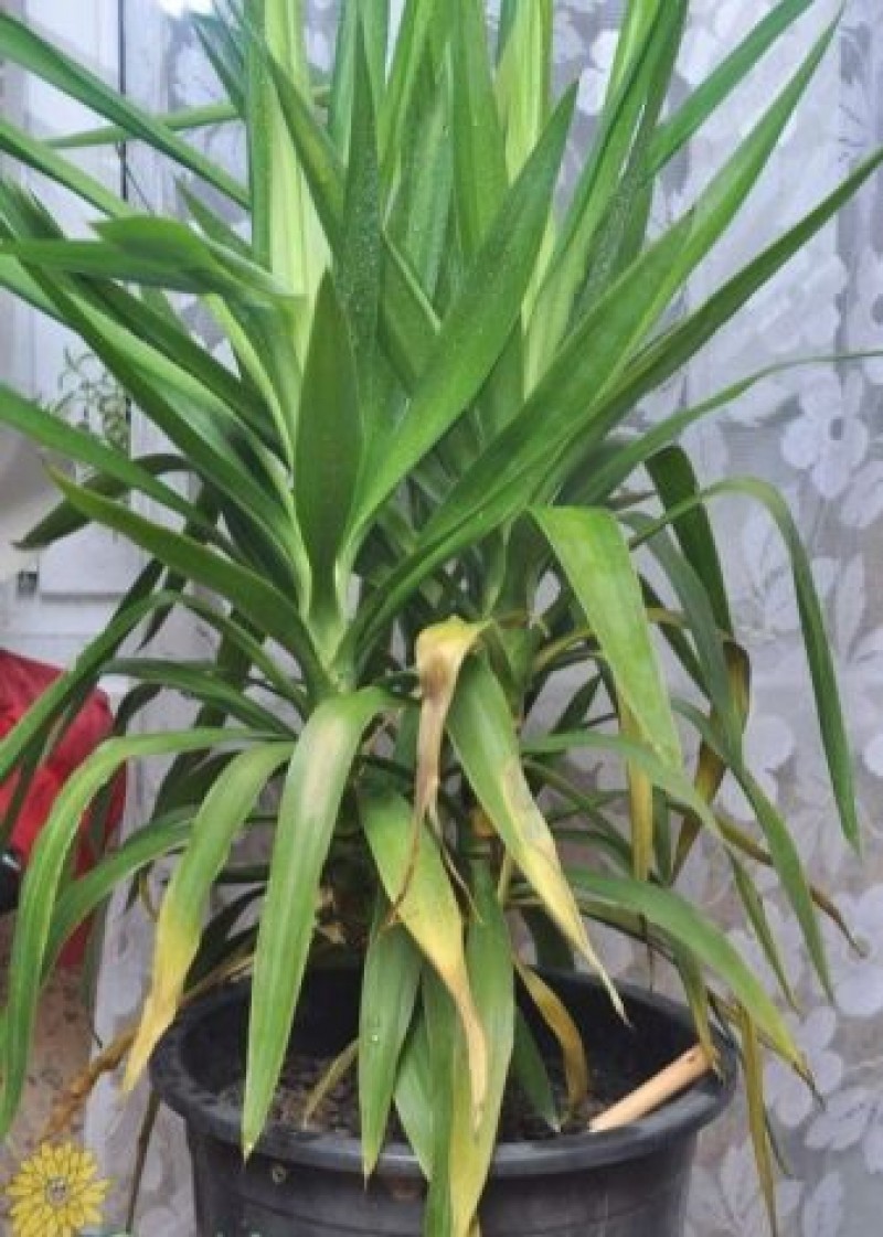 Юкка пальма желтеют листья. Юкка почему желтеют листья снизу. Юкка алоэлистная. Драцена юкка. Пальма юкка пожелтели листья.