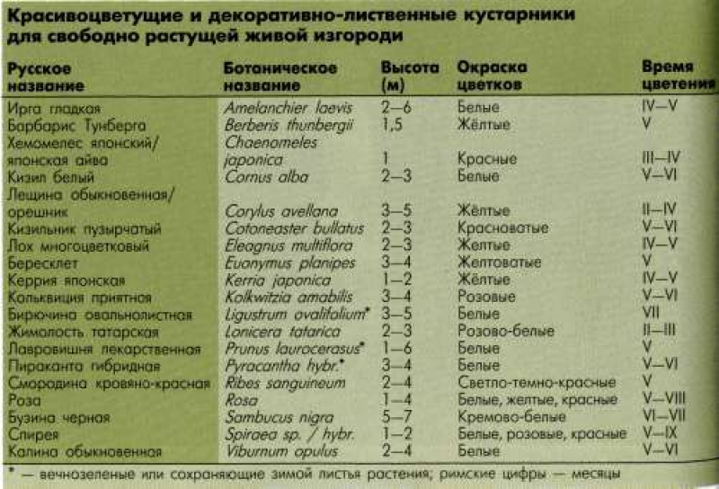 Совместимость плодовых деревьев и кустарников в саду схема расположения