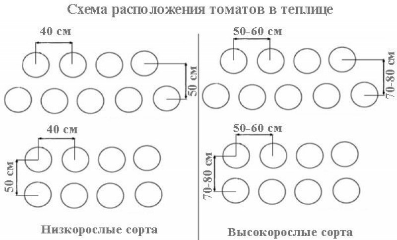 Схема посадки перца в теплице из поликарбоната по 2 в лунку