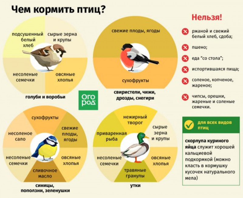 Чем кормить птиц зимой картинки для детей