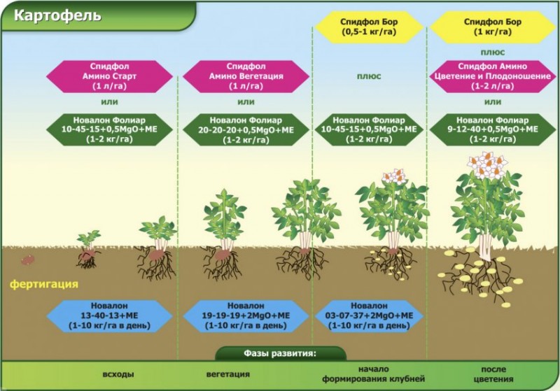Фазы роста картофеля в картинках