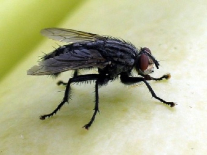 Комнатная муха как называется. Комнатная Муха. Муха домашняя. Муха обыкновенная. Комнатная Муха насекомые.