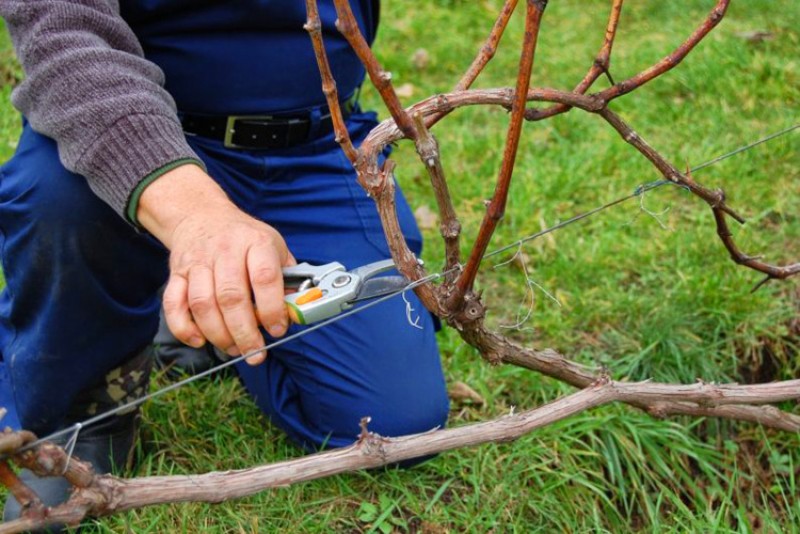 Обрезка винограда – необходимая и регулярная процедура