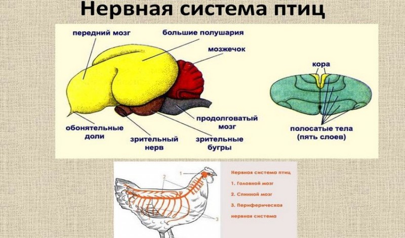 Мозг птицы рисунок с подписями