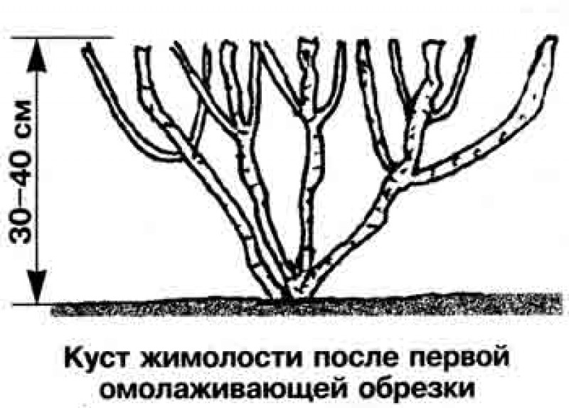 Уход за жимолостью после зимы