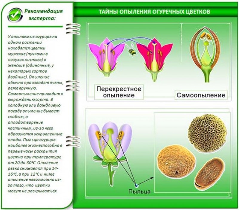 При самоопылении пыльца. Опыление растений. Опылитель для огурцов. Как понять как опыляется цветок. Сорта опылители для огурцов.