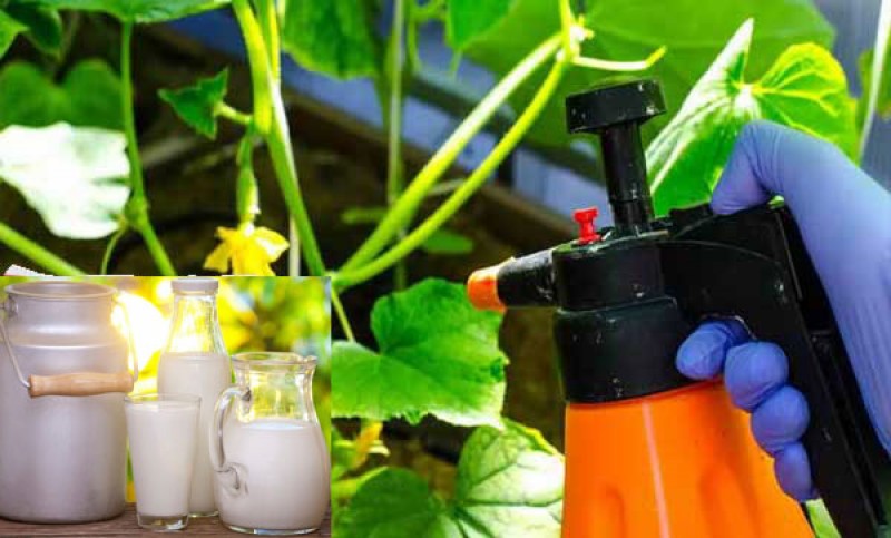 Молоко с йодом для огурцов опрыскивание. Обработка огурцов молоком с йодом. Обработка огурцов зеленкой. Обработка помидор от фитофторы молоком и йодом. Йод и зеленка для огурцов.