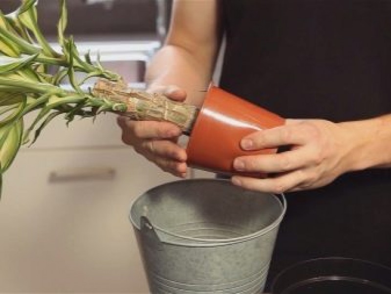 драцена пересаживание. драцена пересаживание. драцена голден кост пересадка после покупки. пересадка растений. драцена пересаживание.