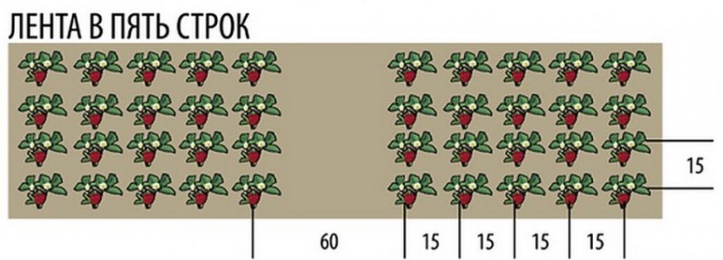 Схема посадки клубники на грядке шириной 90 см