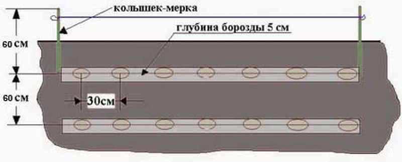 Правильно посадить картофель схема