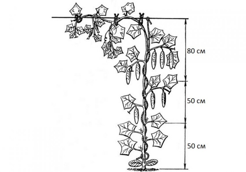 Схема подвязки огурцов