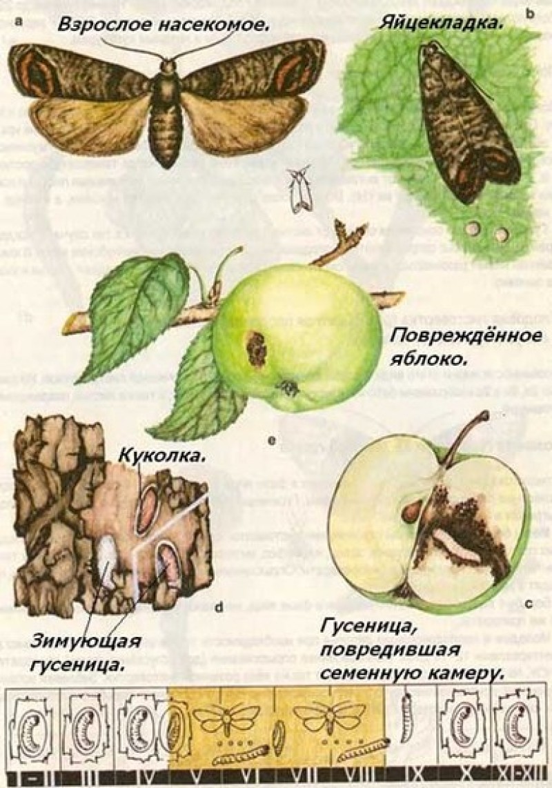 Вредители плодов яблони описание с фотографиями
