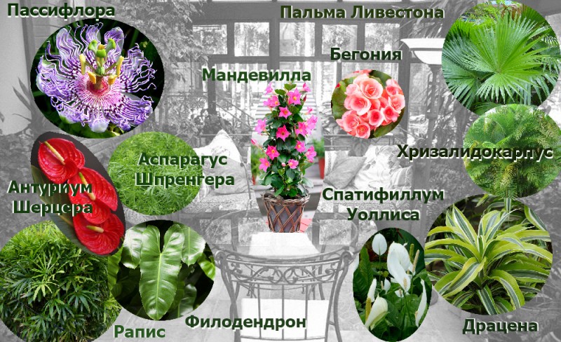 Где цветы растут зимой
