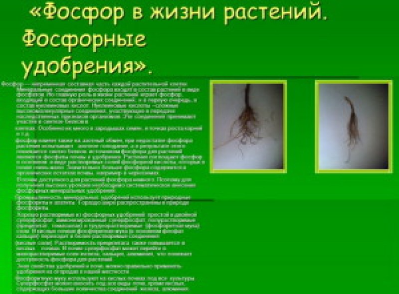 Питание растений фосфор. Фосфор для растений. Роль фосфора в жизни растений. Для чего фосфор растениям. Растения поглощают фосфор в виде.