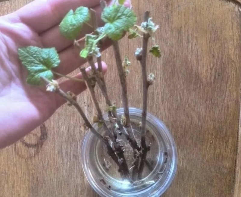 черная смородина кустарник. одревесневшие черенки смородины. пузыреплодник калинолистный черенки. веточка в стакане с корешками. опыты с веточками в детском саду.
