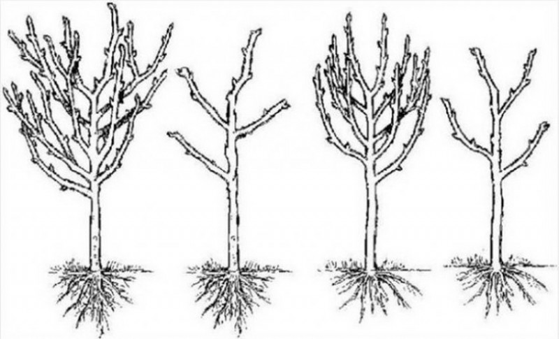 Обрезка колоновидной яблони схема