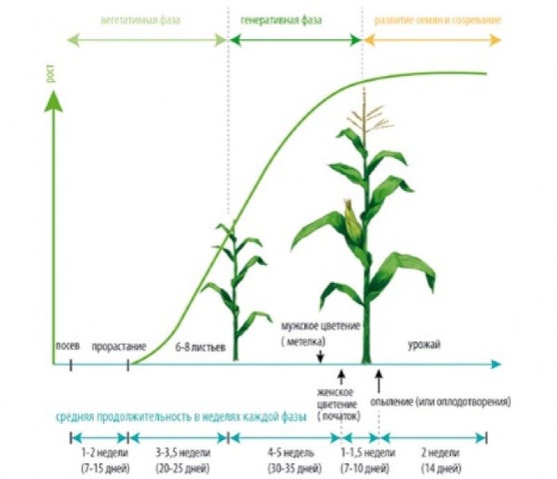 Фазы роста кукурузы в картинках