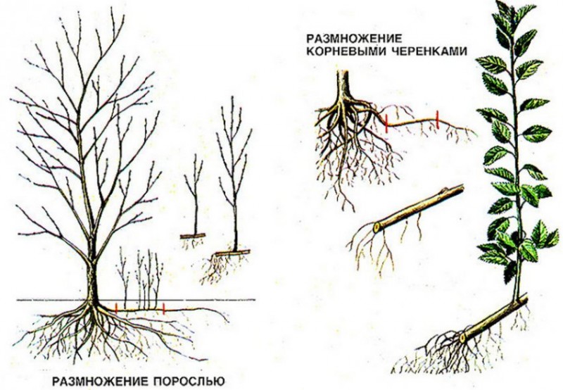 Корневая система вишни схема