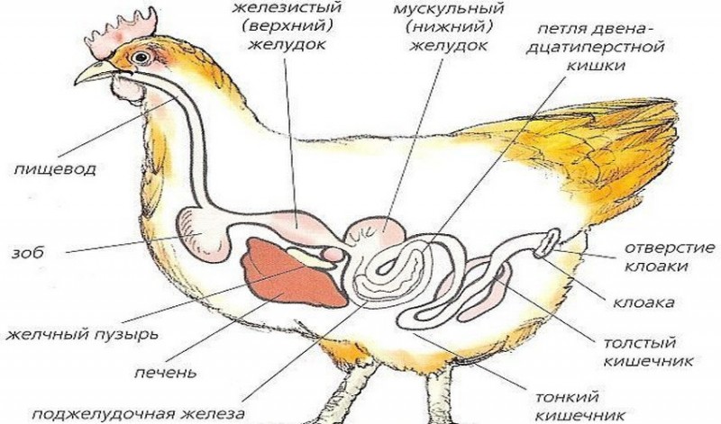 На схеме пищеварительной системы голубя мускульный желудок обозначен цифрой ответ на тест