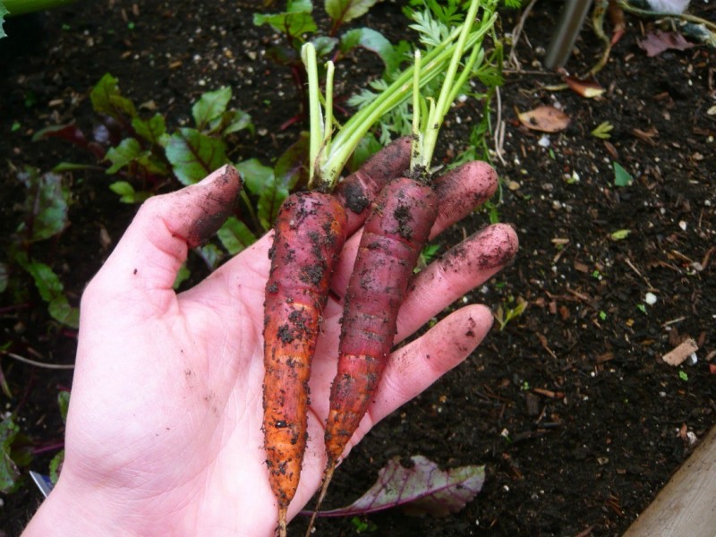 урожай моркови осеннего посева
