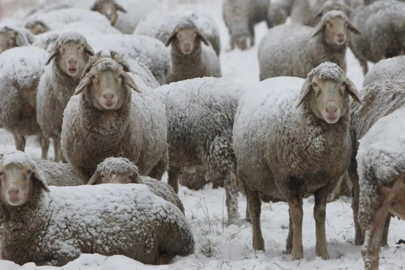 Овцы зимой