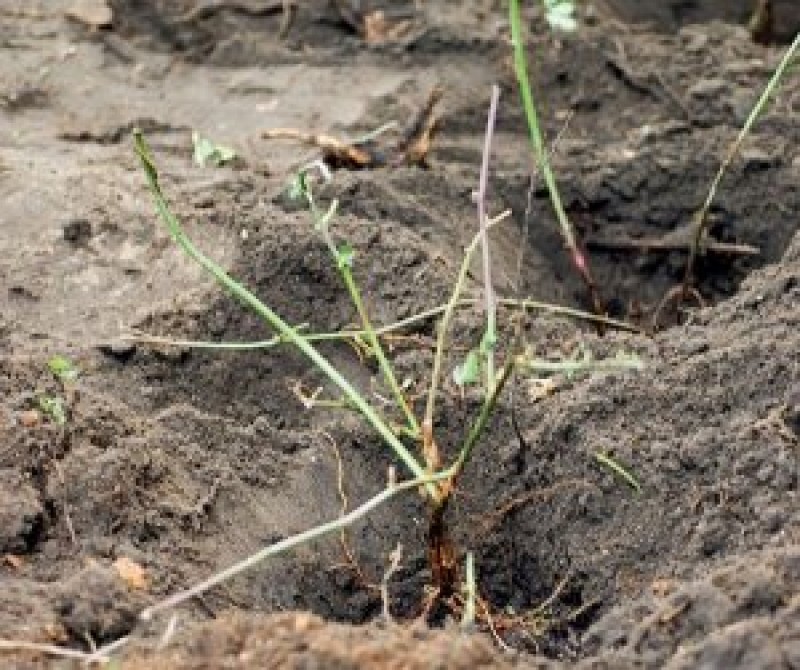 Посадка ежевики. Ежевика куст молодой. Ежевика саженец на зиму. Саженцы малины зкс. Формировка ежевики бесшипной.