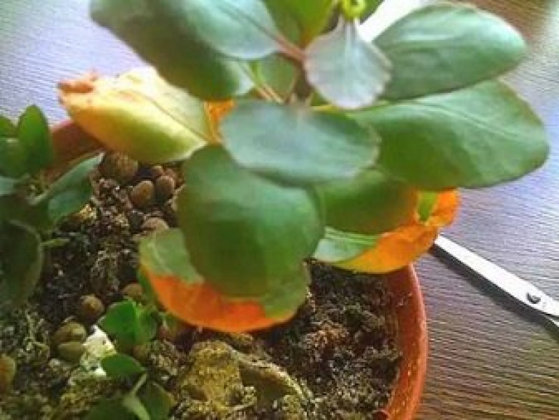 Каланхоэ блоссфельда листья. Каланхоэ блоссфельда вредители каланхоэ. Каланхоэ осыпается. Каланхоэ длинный стебель. Каланхоэ блосфелдиана.