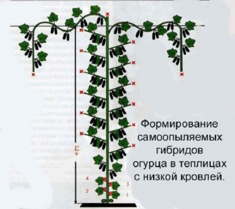 Формирование огурца в открытом