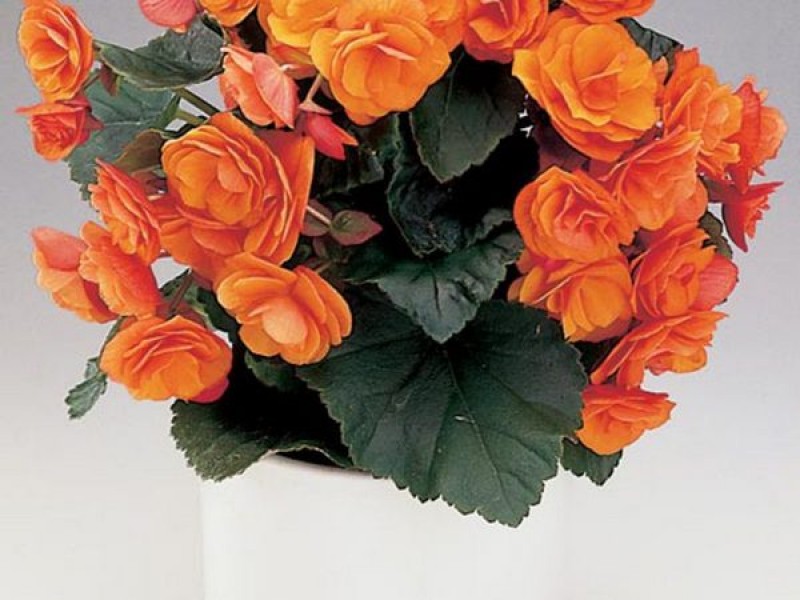 Бегония оранжевая. Бегония оранж. Бегония клубневая грандифлора оранж. Бегония элатиор махровая. Бегония клубневая махровая.