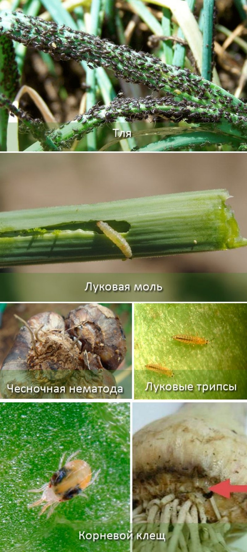 Вредители чеснока и борьба с ними фото