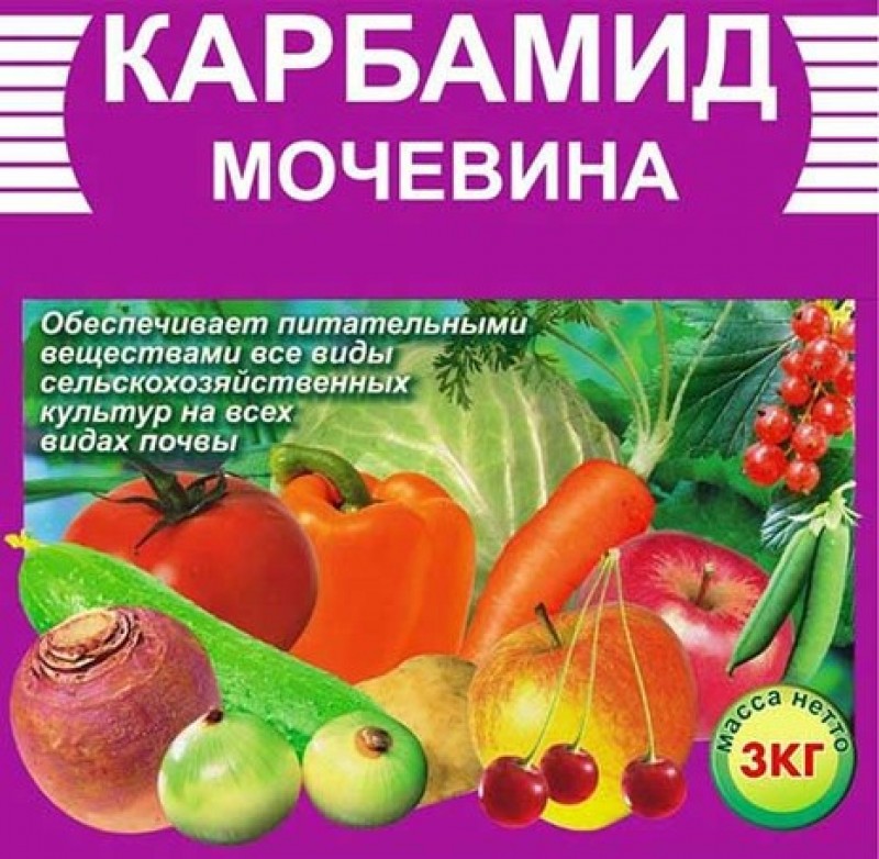 Мочевина как применять и внесение удобрений на огороде и огороде в качестве подкормки, против вредителей и болезней растений