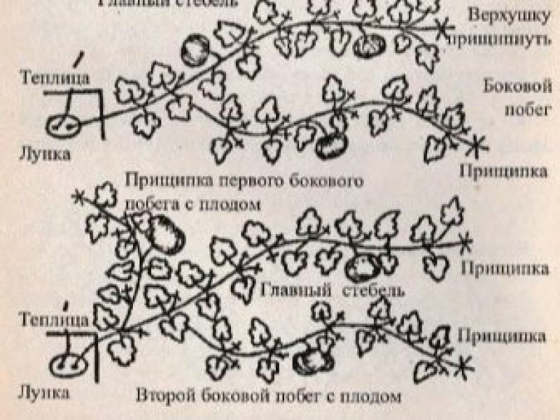 Верхушка стебля. Формирование плетей тыквы схема. Формировка тыквы в открытом грунте схема. Схема формировать тыкву в открытом грунте. Прищипывание тыквы в открытом грунте схема.