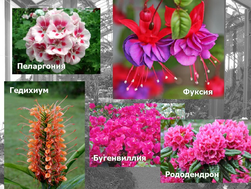 Где цветы растут зимой