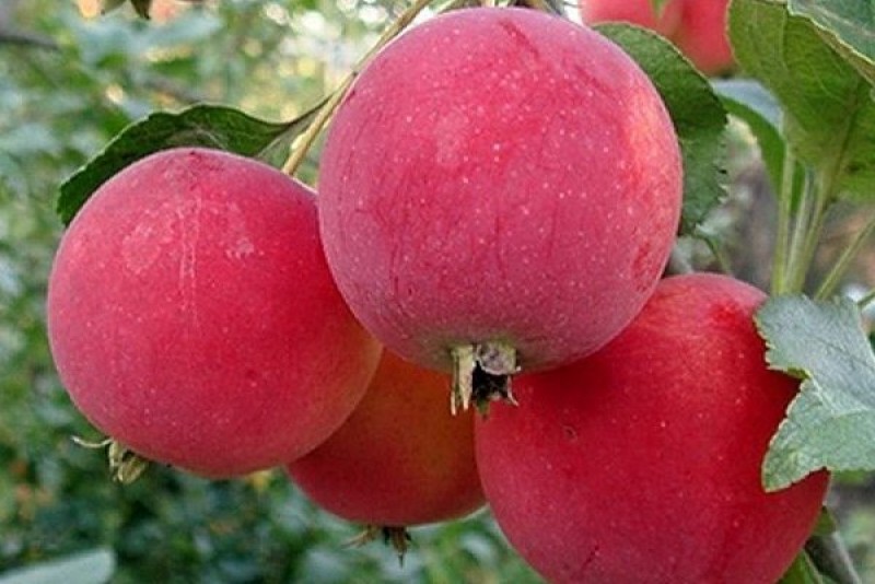 Зимние сорта яблок для сибири фото с названием