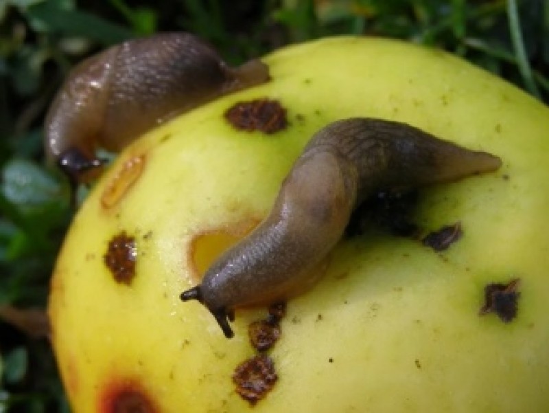 слизень на участке.