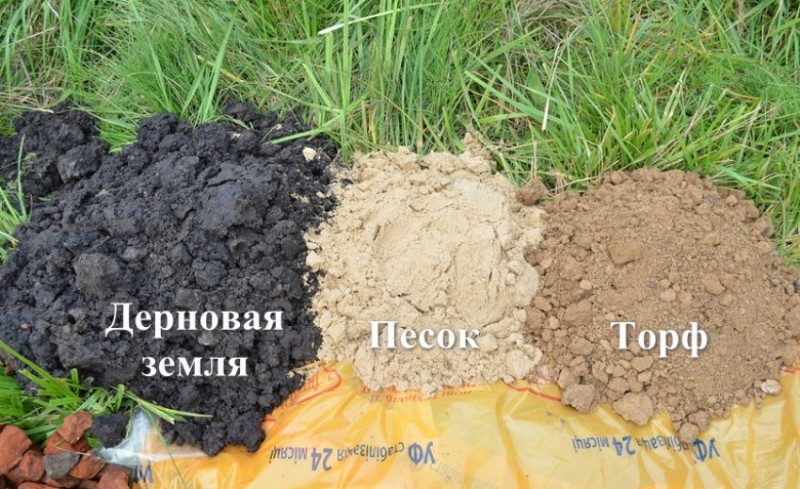 Подкормка сосны весной и подкормка туи в разное время года, для лучшего питания дерева