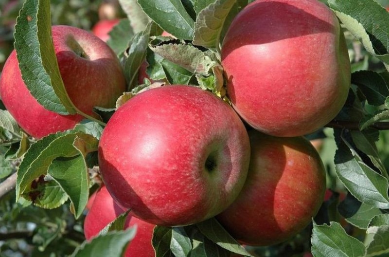 Урожайность яблони Айдаред