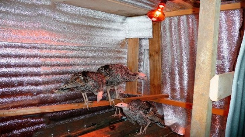 обогреватель для птичника. обогреватель для птичника. инфракрасный обогреватель для курятника. как обогреть курятник в зимнее время. инфракрасный обогреватель для кур.