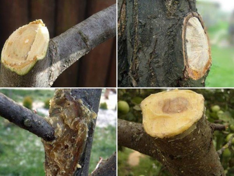 Как правильно обрезать яблоню: инструкция для начинающих в картинках