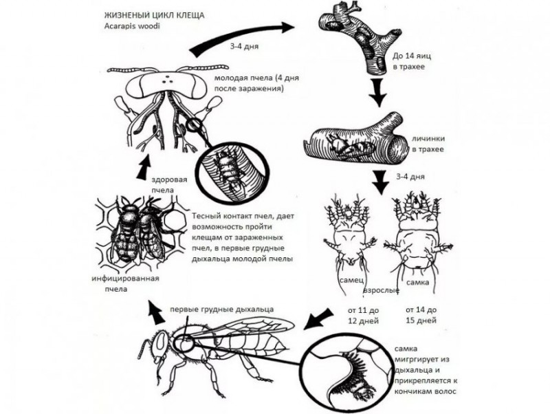 Акарапидоз пчелы