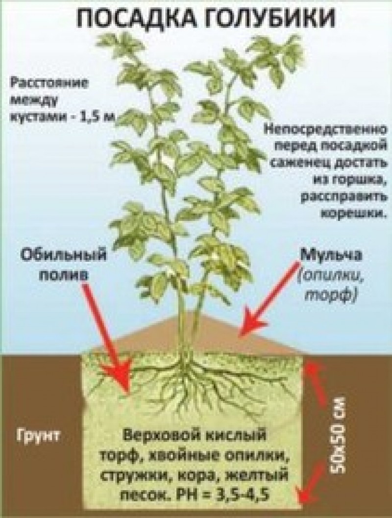 Как правильно посадить голубику