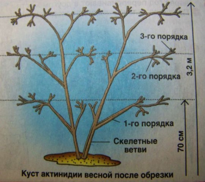 Обрезка киви осенью для начинающих в картинках пошагово