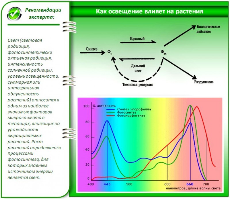 Длина светового дня какой фактор